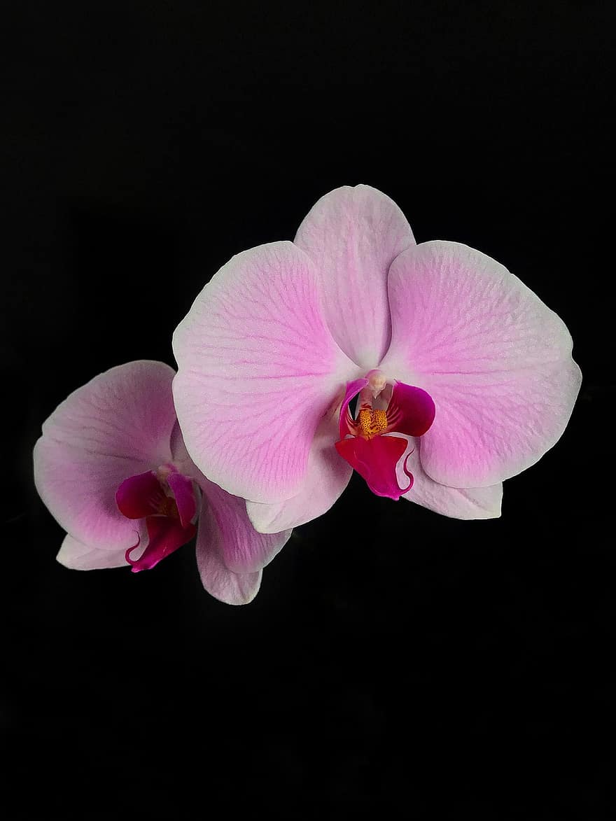 орхидея, цветя, растение, цъфтящ, цвете, едър план, венчелистче, цветна глава, розов цвят, листо, лято