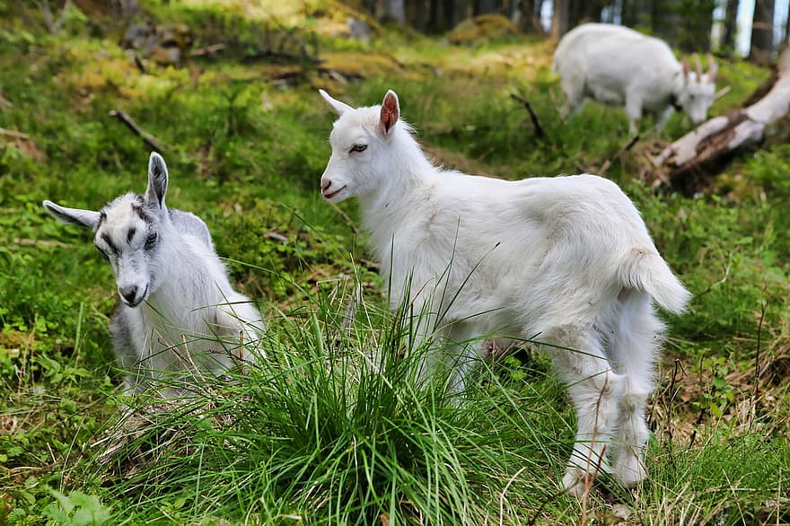 Goats, Kid, Animals, Meadow, Domestic Animals, Mammals, Livestock, Nature