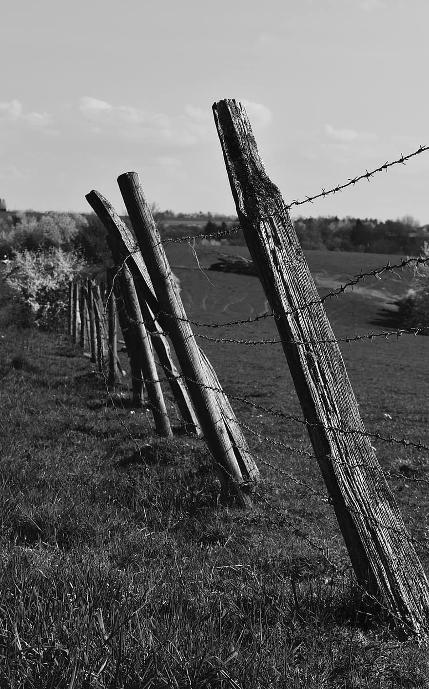 pastvina, plot, ostnatý drát, Černý a bílý, hospodařit, drát, pole, pastviny, detailní