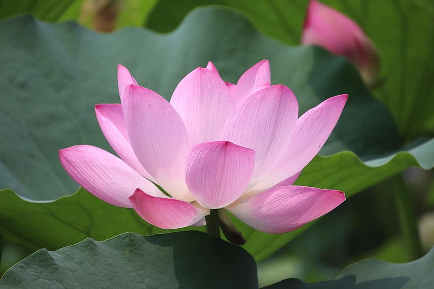 lotus, mugur, plantă, nufăr, floare, floare de lotus, plante acvatice, floră, înflorit, infloritoare, natură