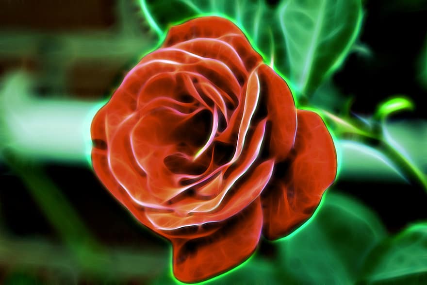Rosa, las flores, rojo