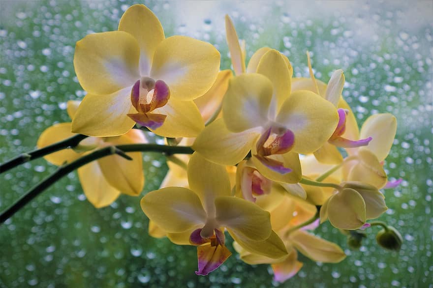 květiny, orchideje, žluté květy, žluté orchideje