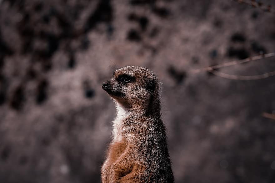 meerkat, mangustă, animal, Suricate, animale sălbatice, wald, Africa, natură, grădină zoologică, Safari, mic
