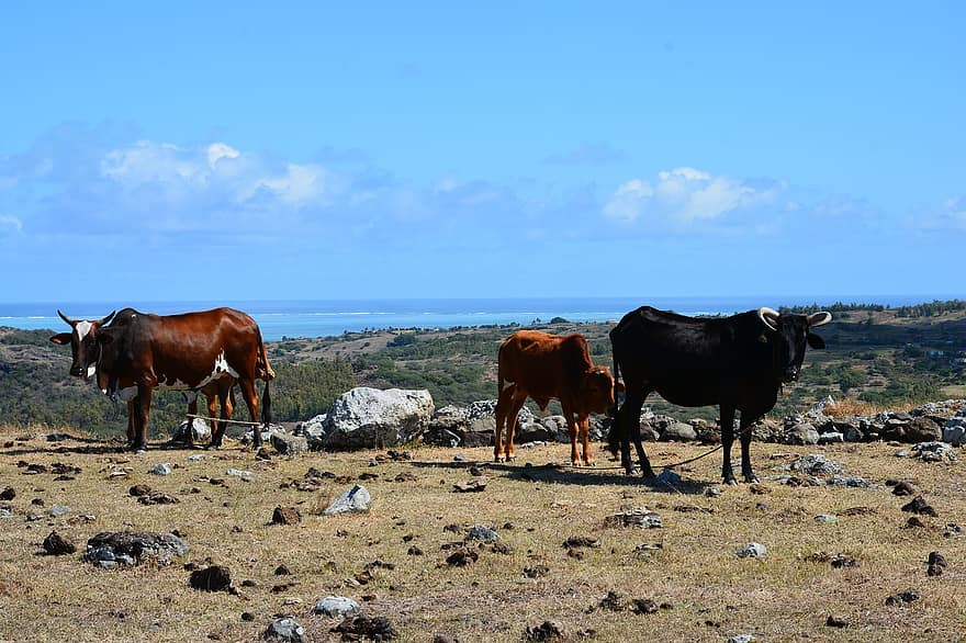 牛、風景、岩、ハイランド、高地、丘、高原、自然、肉用牛、動物たち