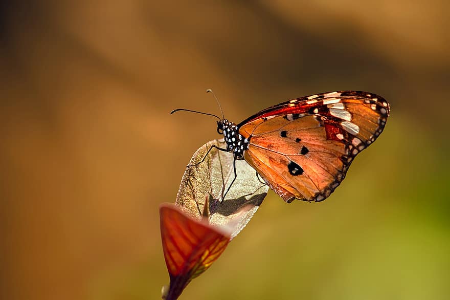 motýl, danaus, chrysippus, křídla, antény, tropický, Chyba, volně žijících živočichů, venkovní, Příroda, zvíře