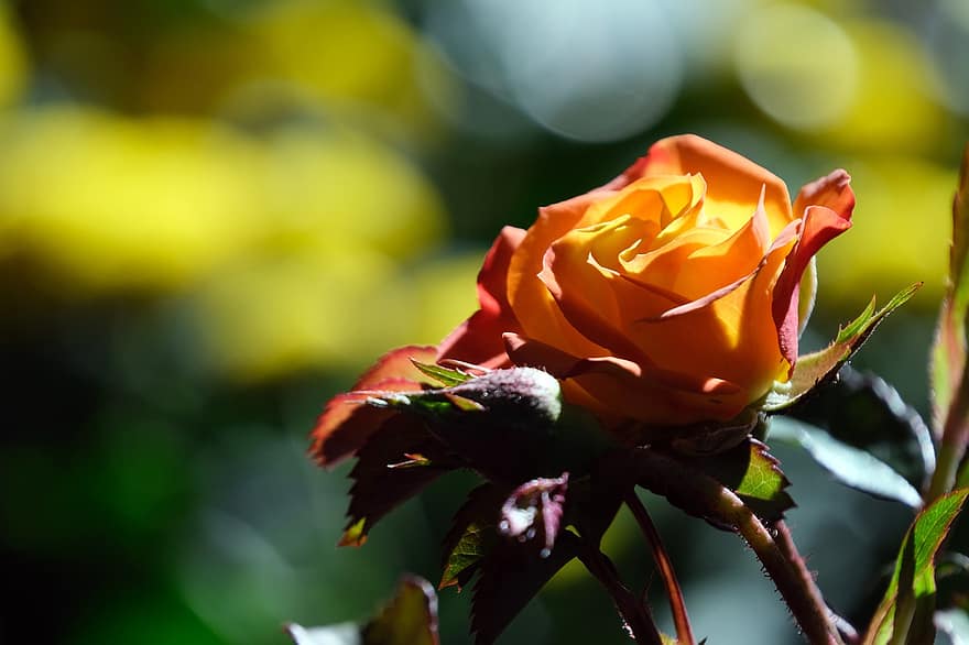 Rose, Blume, orange Rose, Tau, Tautropfen, Rosenblüte, Blütenblätter, Rosenblätter, blühen, Flora, Natur