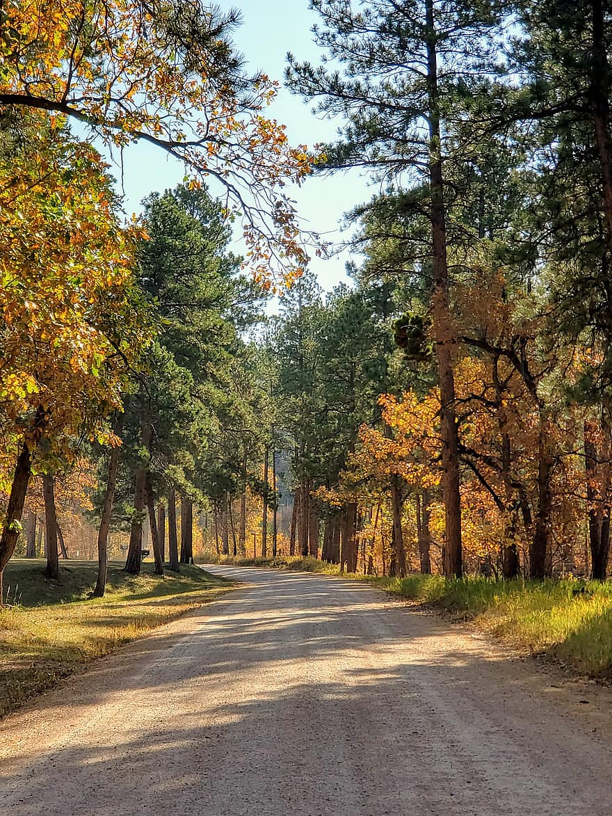 木、パス、森の中、森林地帯、紅葉、秋の季節、秋、林道、森林歩道、道路
