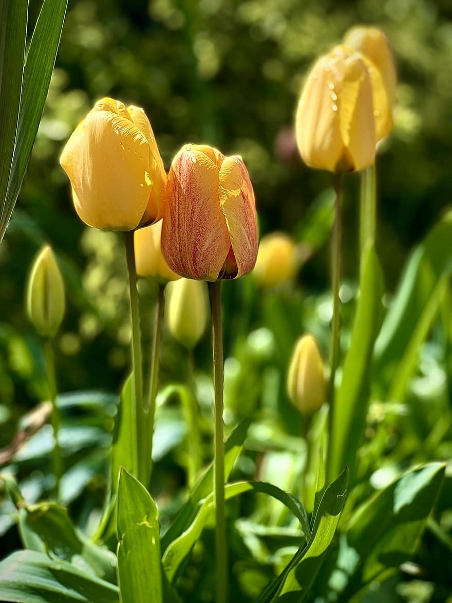 tulipaner, blomster, plante, pærer, gule tulipaner, kronblade, flor, flora, forår, natur, have