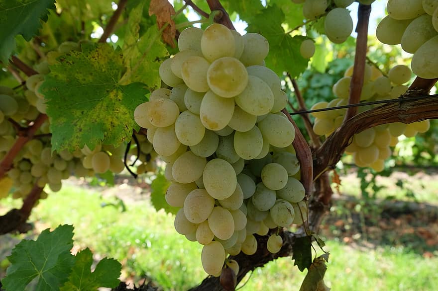 Grapes, Fruits, Vine, Green Grapes, Grapevine, Vineyard, Viticulture, Winegrowing, Organic, Natural, Agriculture