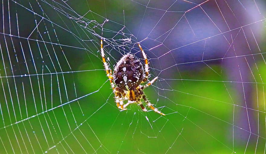 hämähäkki, arachnid, seitti, hämähäkinverkko, verkko, puutarha hämähäkki, eläin, luonto