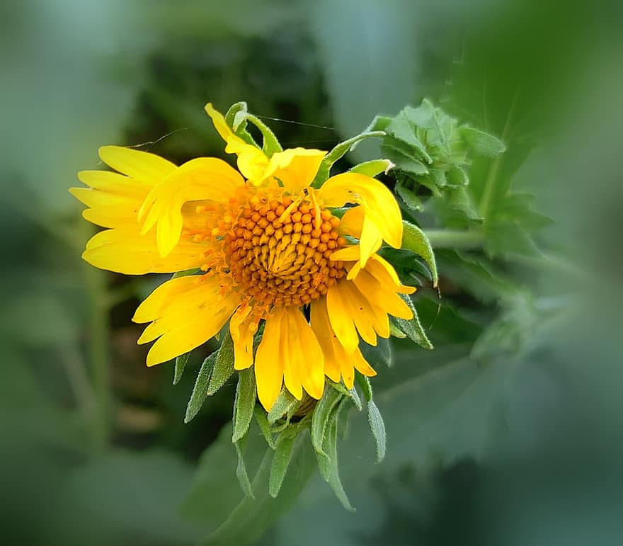 auringonkukka, kukka, kasvi, keltainen kukka, terälehdet, kukinta, lehdet, luonto