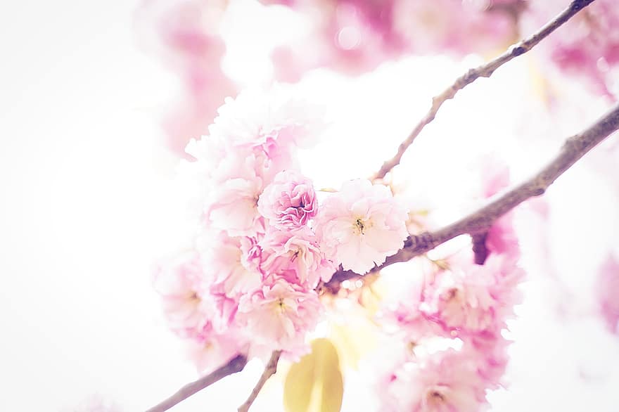 Flowers, Cherry Blossom, Spring, Seasonal, Bloom, Blossom, Tree, Branches