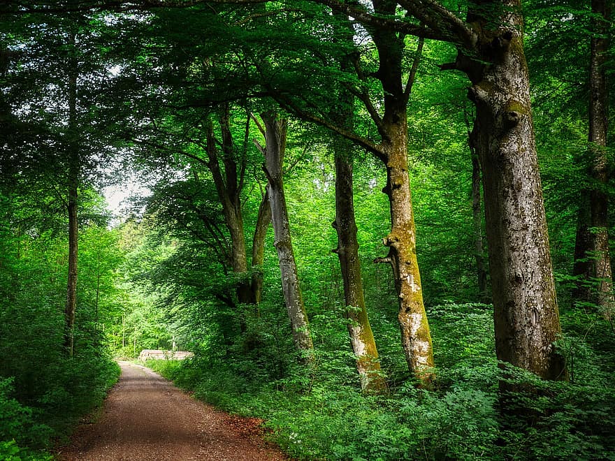 miško kelias, medžiai, eilutė, lapai, medžio kamienas, pobūdį, žalias, glade