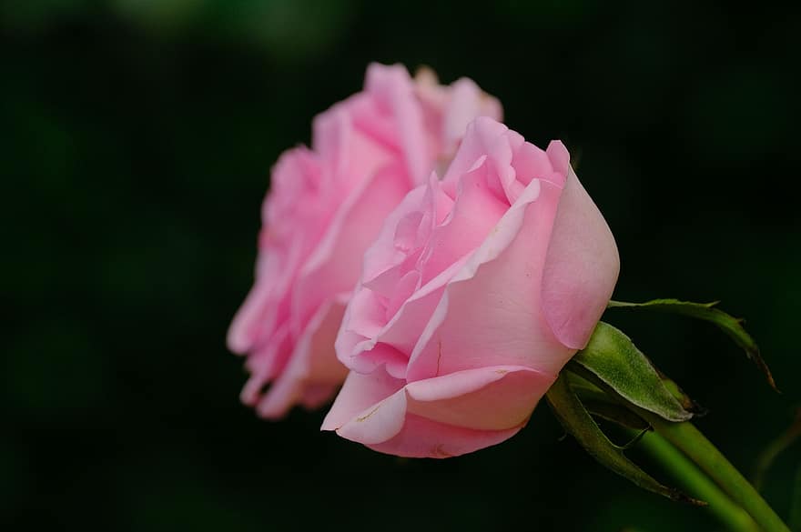 Rosa, flor, Rosa rosada, flor rosa, pétalos, pétalos de rosa, floración, flora, planta, naturaleza