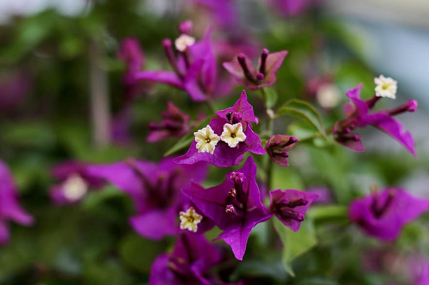 бугенвилия, лилаво, цветя, градина, виолетов, лист, венчелистче, декоративен, Средиземно море