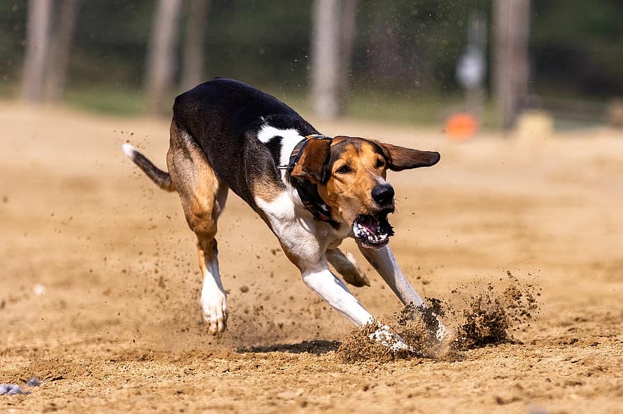 câine, curse de câine, câine alerga, ruleaza, alergare, câine de funcționare, curse, Borsoi, animal, cursă, sportiv