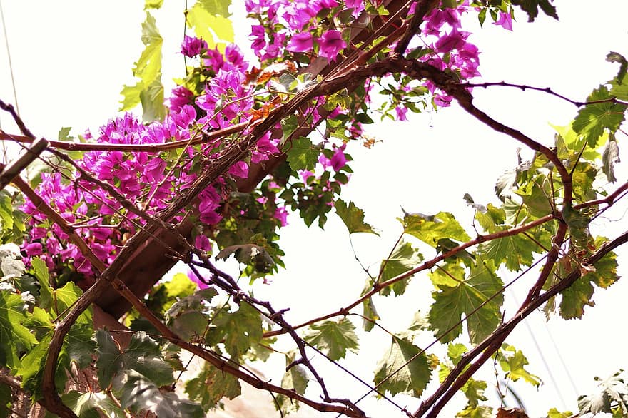 Flower, Bougainvillea, Nature, Pink, Tree, Scenery, Spring, leaf, branch, plant, close-up