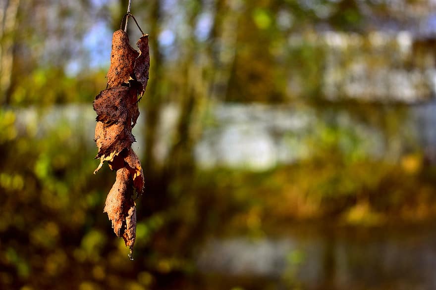 Birkenblätter, getrocknete Blätter, Herbst, Natur, Hintergrund