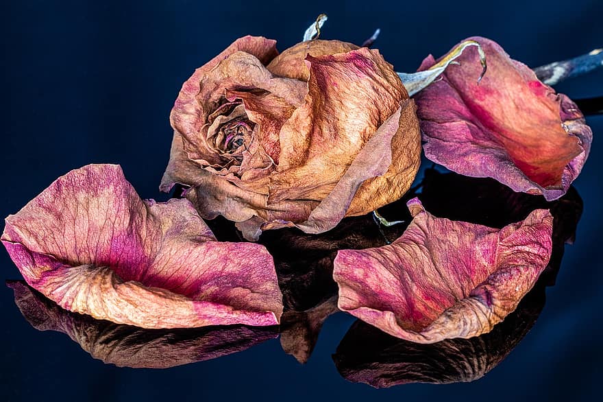 Rose, Flower, Dried Flower, Petals, Dried Petals, Reflection, Blossom, Dried, Decay, Flora