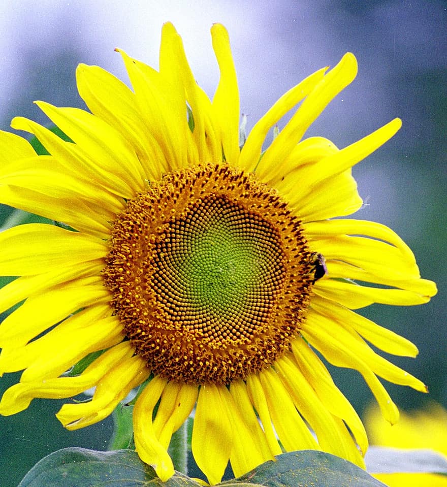 слънчоглед, цвете, пчела, жълт, листенца, градина, пружина, лято, природа, естествен, ярък