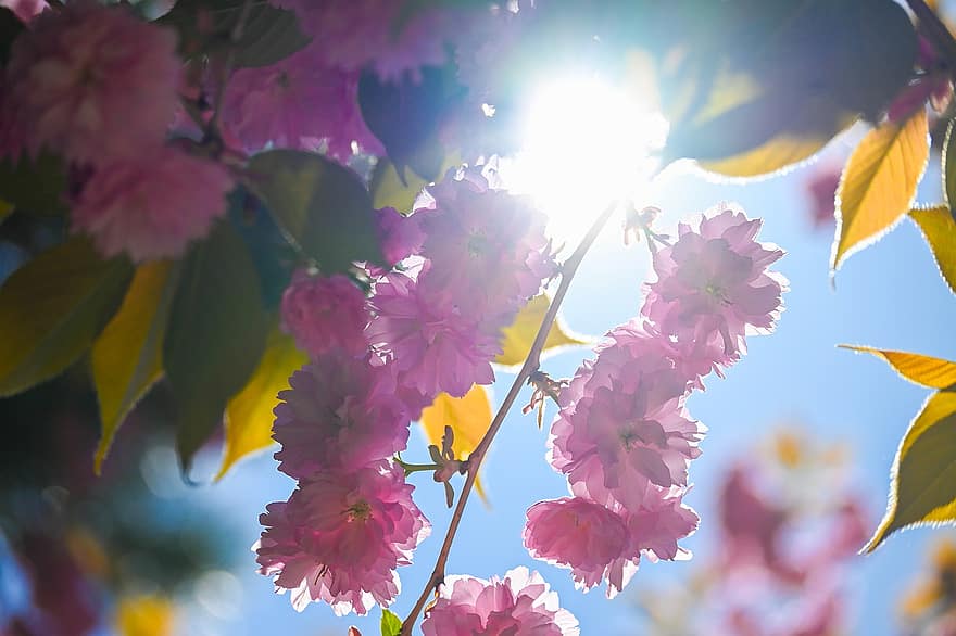 дерево, цветы, цвести, небо, солнце, розовый, лист, крупный план, летом, завод, цветок