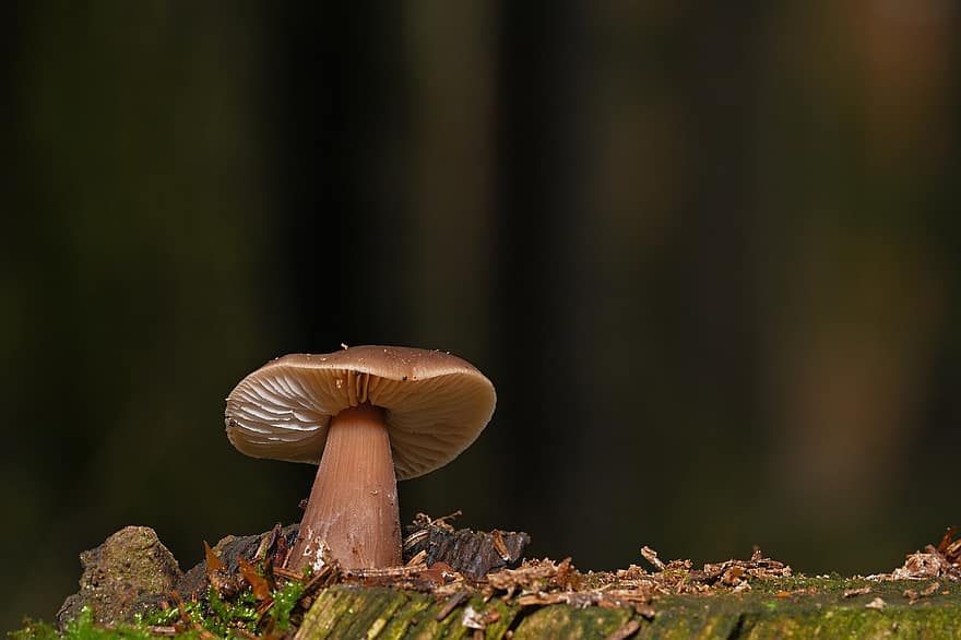 гриб, дисковий грибок, лісова підлога, мікологія