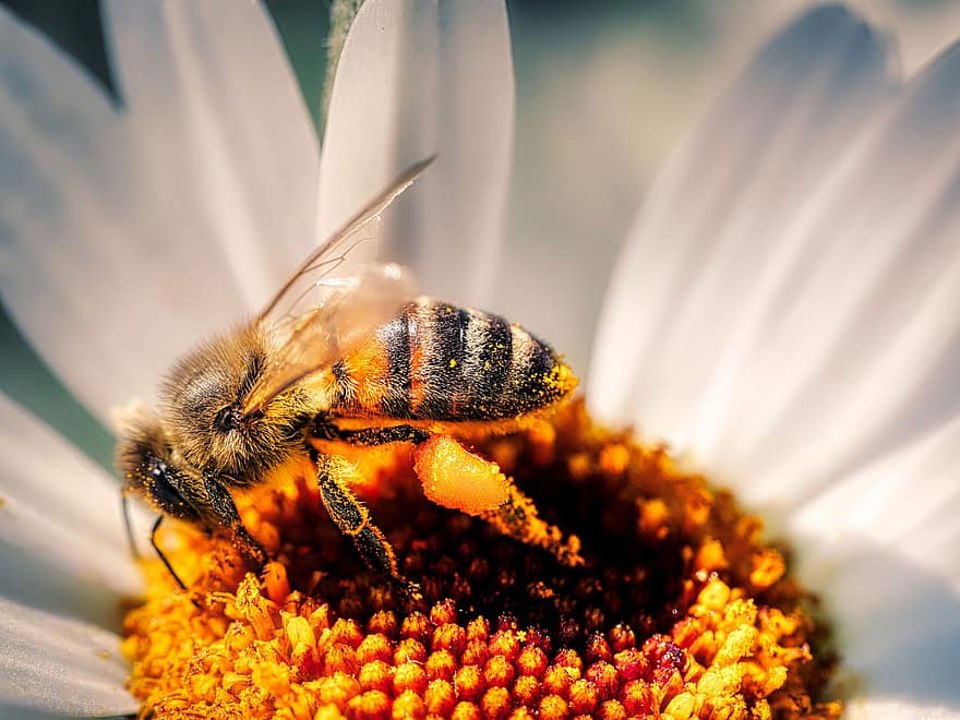蜂、花、花粉、受粉する、受粉、膜翅目、昆虫、ミツバチ、自然、咲く、マクロ