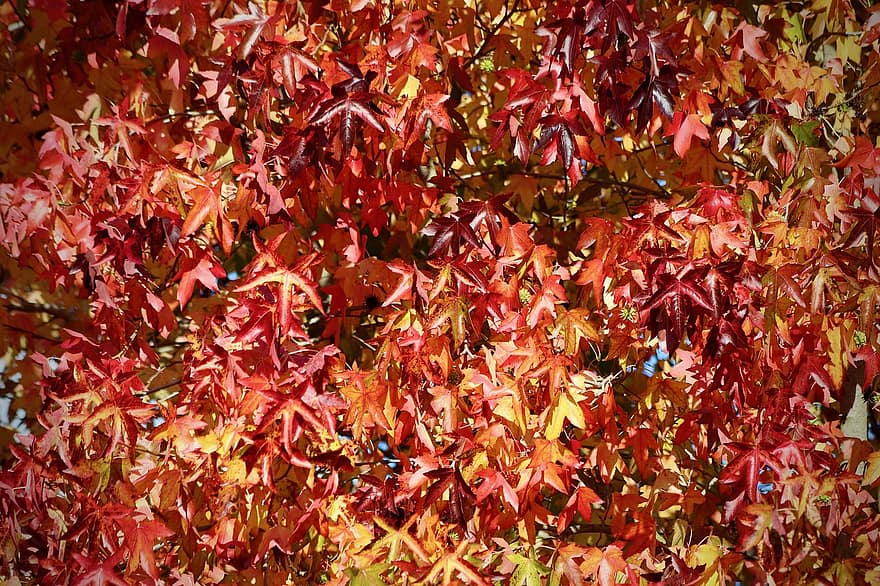 gult tre, Amerikansk Amber Tree, Sjøstjernetre, bladskog, tre, falle, høstfarger, høstfarge, høstløv, blader, røde blader