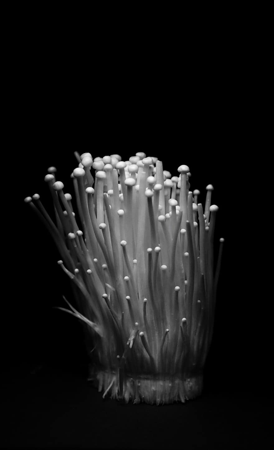 Эноки Гриб, опёнок зимний, съедобный гриб, Бархатный стержень, овощной, завод, крупный план, трава, черный фон, макрос, цветок