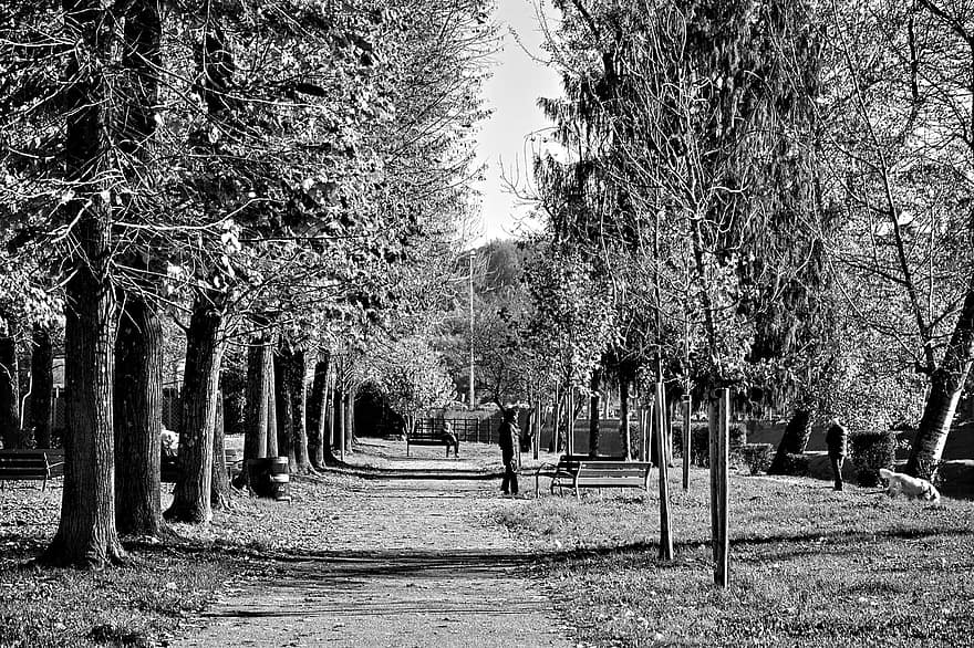 park, Příroda, cesta, stromy, venku, černobílý