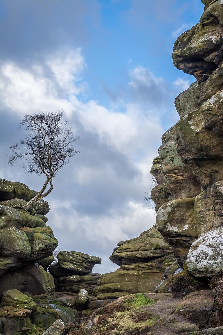 Tree, Leaves, Foliage, Branches, Yorkshire, Rocks, England, Countryside, Erosion, Weathered, Rugged
