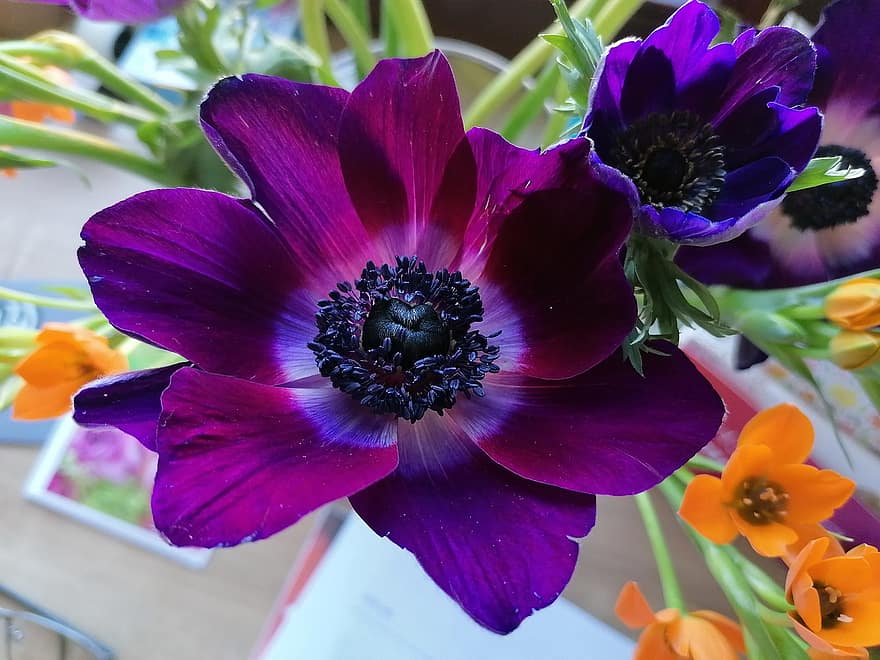 anemone, purpura zieds, violets zieds, dārzs, raksturs, zieds, augu, tuvplāns, ziedu galva, lapas, ziedlapiņa