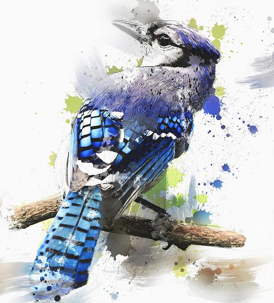 paukštis, mėlyna, cristata, cyanocitta, jay, gyvūnams, fauna, pobūdį, laukinės gamtos, skaitmeninis manipuliavimas