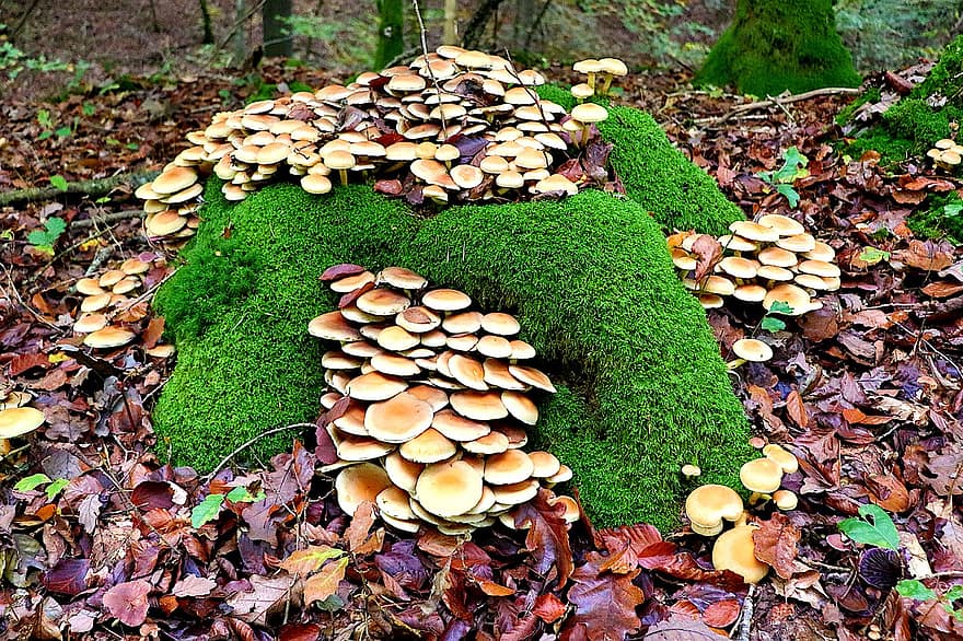 houby, podzim, sezóna, pařez, les, houba