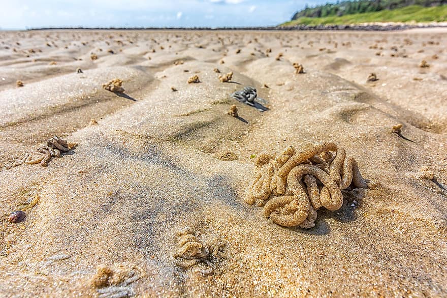 пясък, плаж, lugworm, природа, пейзаж, Северно море
