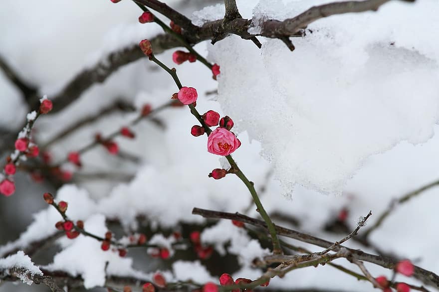 růžové květy, meruňkové květy, švestkové květy, květiny, jaro, Japonsko, zahrada, Příroda, zimní, větev, detail