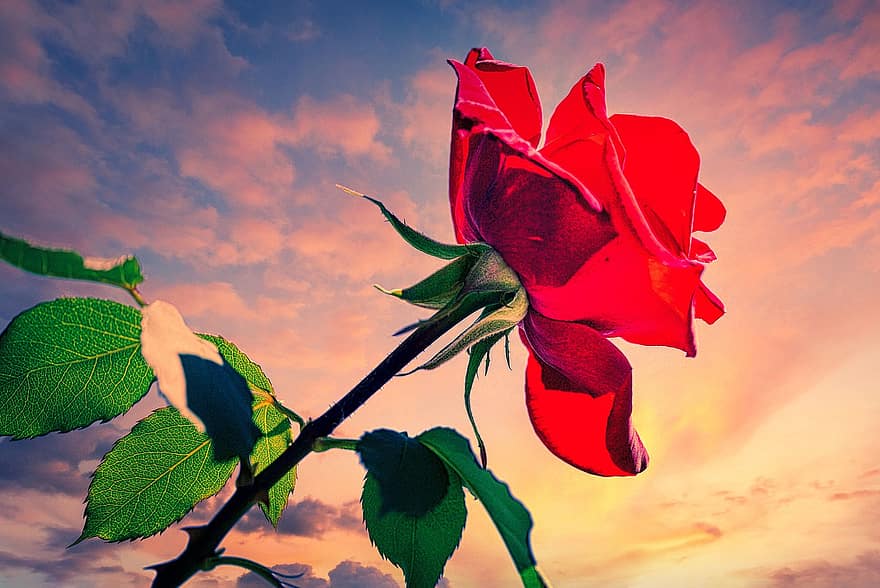 Róża, kwitnąć, kwiat, prezent, romantyk, miłość, kwiat róży, płatki, roślina, ogród, łodyga kwiatowa