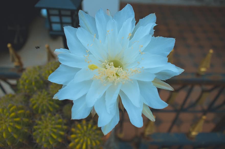 flor, Flor de cactus blanco, planta, pétalos, pétalos blancos, flor blanca, flora, naturaleza, floración