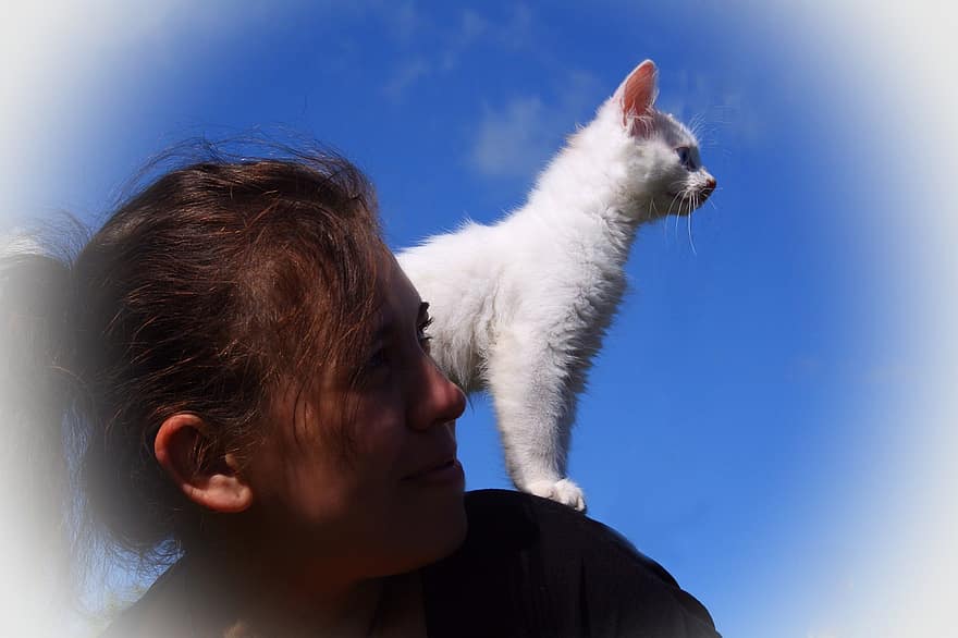 kedi yavrusu, Kadın, izlemek, gökyüzü, birlikte, Evcil Hayvanlar, sevimli, seyir, küçük, ev kedisi, bir kişi