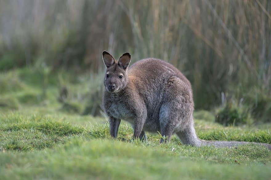 wallaby, bennetts wallaby, makropus rufogriseus, pussieläin, nisäkäs, eläin, villieläimet, villi, Brunyn saari, Tasmania, australialainen
