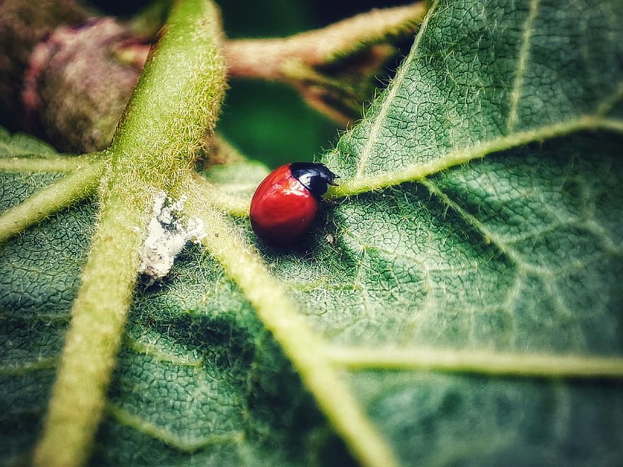 Ladybug, Insect, Ladybird Beetle, Beetle, Red Beetle, Nature, Leaf, Fauna, Animal, Coccinellidae, Coleoptera