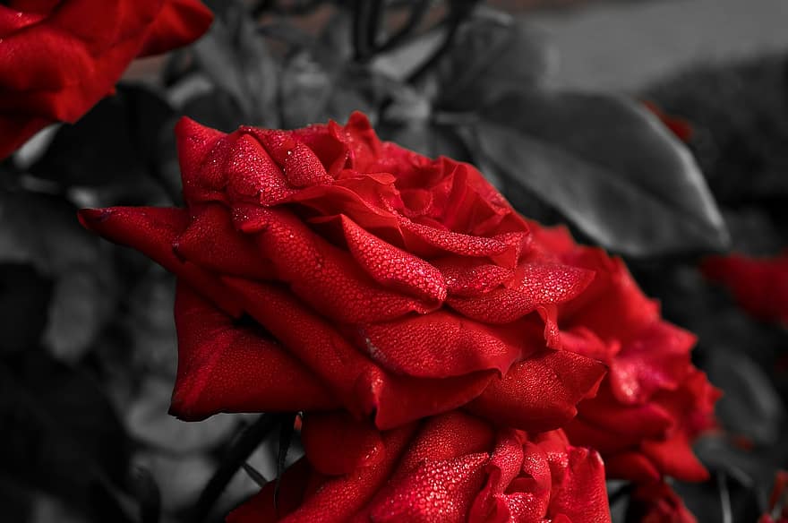 Rose, rote Rose, rote Blume, Blume, Blütenblätter, blühen, blühende Pflanze, Zierpflanze, Pflanze, Flora, Natur