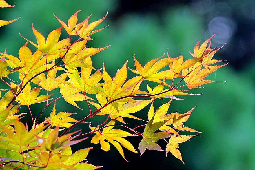 Maple, Leaves, Fall, Maple Leaves, Yellow Leaves, Autumn Leaves, Autumn, Fall Foliage, Foliage, Branch, Maple Tree