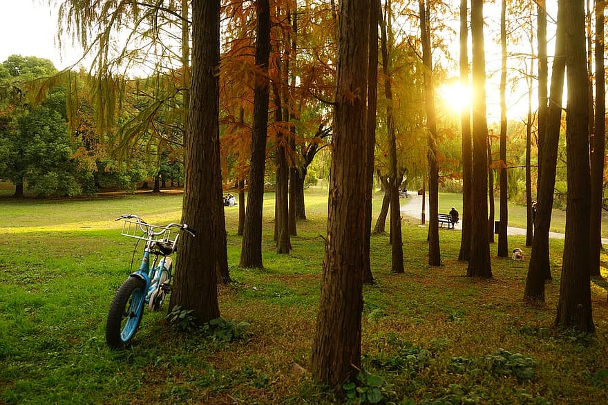 las, rower, zachód słońca, słońce, park, drzewa, trawa, trawnik, drzewo, jesień, lato