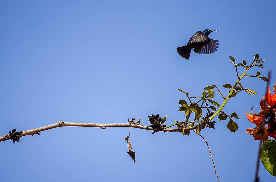 mor sunbird, kuş, şube, uçan, gökyüzü, hayvan, yaban hayatı, ağaç, mavi, kapatmak, yaz