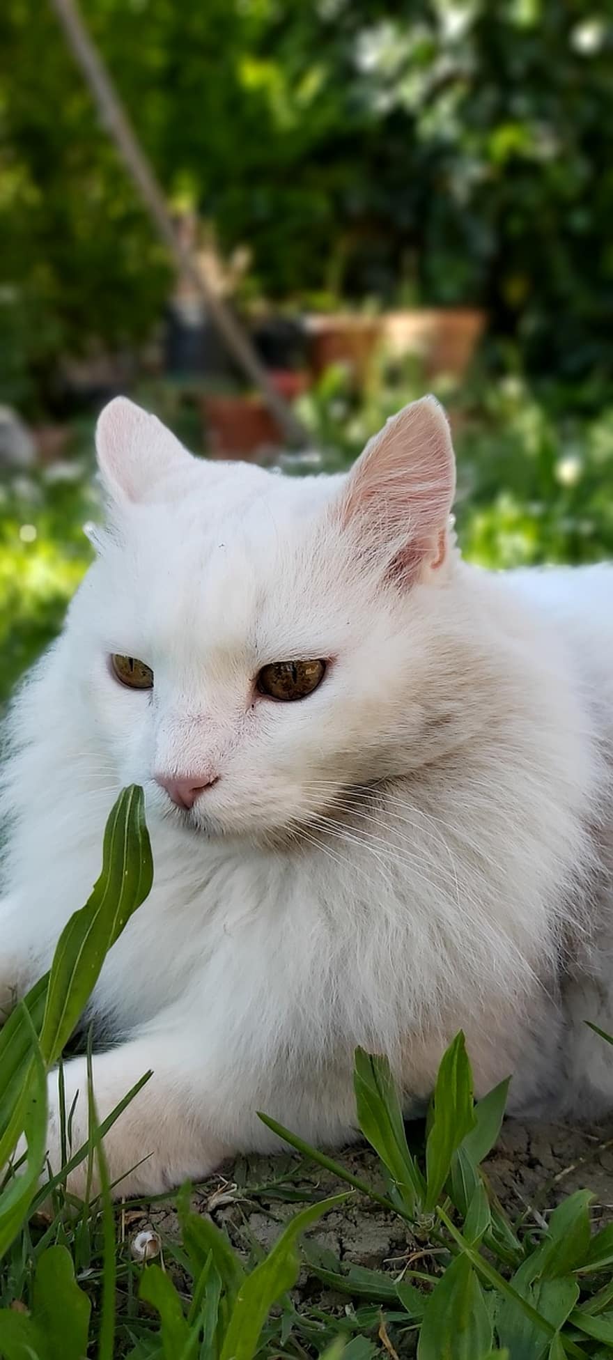 weiße Katze, Tiere, Katze, Natur, katzenartig, Augen, aussehen, Garten, Frühling