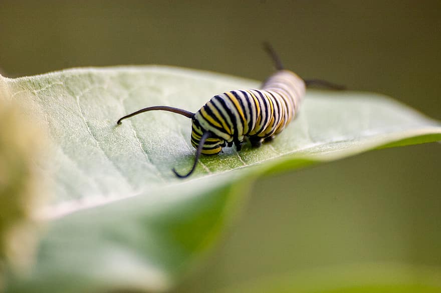 insect, caterpillar, butterfly, monarch, animal, nature, yellow, plant, wildlife, black, larva