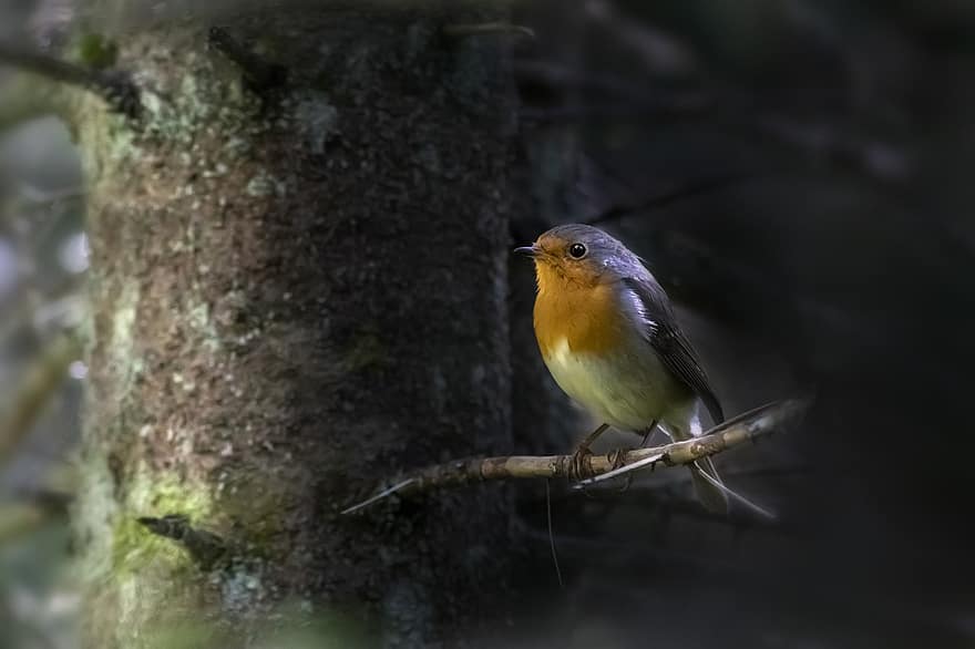 Robin, pájaro, posado, petirrojo europeo, animal, plumas, plumaje, pico, cuenta, observación de aves, ornitología