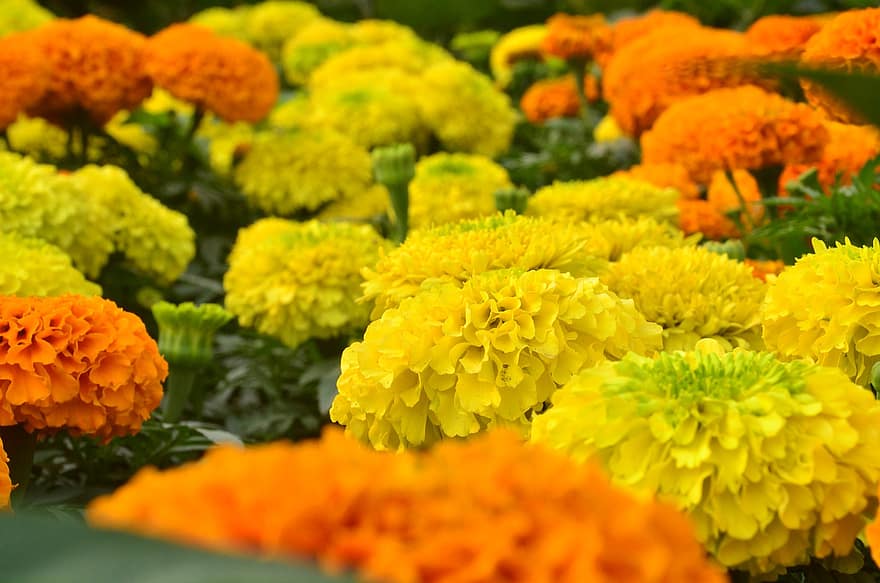 Marigold Meksiko, bunga-bunga, bidang, berkembang, mekar, tanaman hias, tanaman, flora
