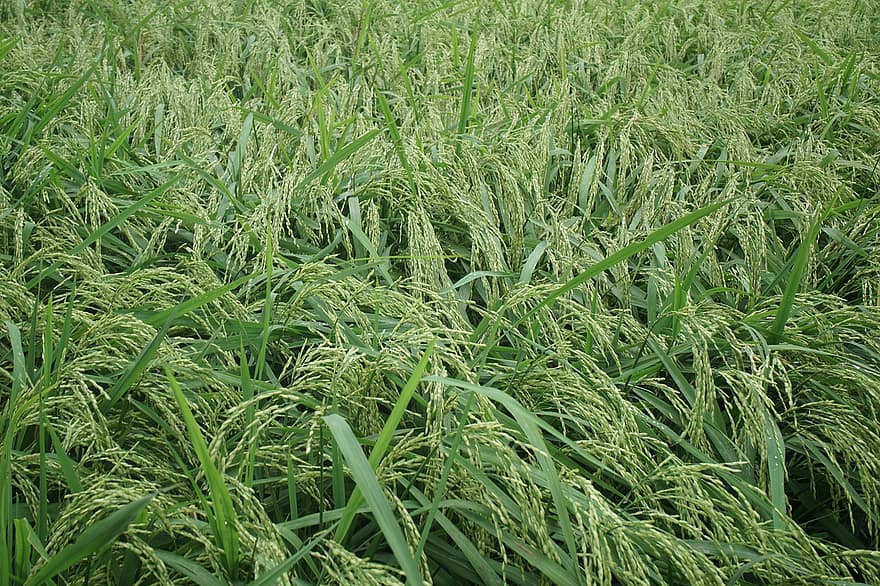 rýže, neloupaný, pole, hospodařit, zemědělství, zrna, oříznutí, rostlin, plantáž, venkovský, Příroda